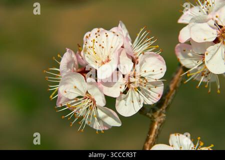 l'albero primaverile fiorì nel giardino Foto Stock