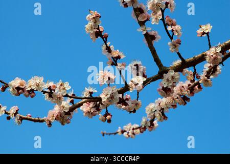 Sfondo della fioritura primaverile. Albicocca fiorita su uno sfondo di cielo blu. Splendida scena naturale con alberi in fiore. Giornata di sole. Fiori primaverili. Beauti Foto Stock