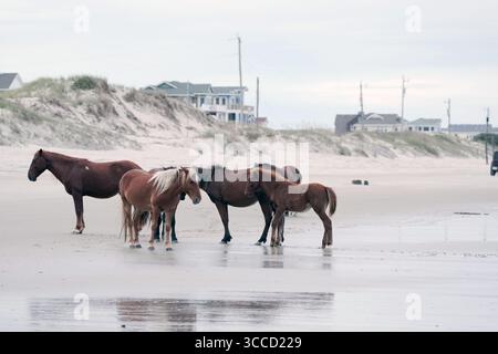 19 ottobre 2023, Corolla, Outer Banks, North Carolina, USA: le storiche mandrie di Mustang coloniali spagnole vagano liberamente sulle spiagge delle Outer Banks. Questa mandria risale al XVI secolo e vive vicino alla storica città di Corolla, nelle Outer Banks della Carolina del Nord. Sono elencati come una razza in pericolo critico/quasi estinta. (Immagine di credito: © Karen Focht/ZUMA Press Wire) Foto Stock
