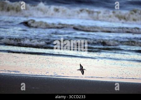 20 ottobre 2023, Corolla, Outer Banks, North Carolina, Stati Uniti: le spiagge del North Carolina dove le storiche mandrie di Mustang coloniali spagnole vagano liberamente sulle spiagge delle Outer Banks. Questa mandria risale al XVI secolo e vive vicino alla storica città di Corolla, nelle Outer Banks della Carolina del Nord. Sono elencati come una razza in pericolo critico/quasi estinta.i cavalli sono stati fotografati il 18 ottobre 2023. (Immagine di credito: © Karen Focht/ZUMA Press Wire) Foto Stock