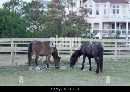 20 ottobre 2023, Corolla, Outer Banks, North Carolina, USA: le storiche mandrie di Mustang coloniali spagnole vagano liberamente sulle spiagge delle Outer Banks. Questa mandria risale al XVI secolo e vive vicino alla storica città di Corolla, nelle Outer Banks della Carolina del Nord. Sono elencati come una razza in pericolo critico/quasi estinta.i cavalli sono stati fotografati il 18 ottobre 2023. (Immagine di credito: © Karen Focht/ZUMA Press Wire) Foto Stock