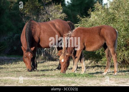 20 ottobre 2023, Corolla, Outer Banks, North Carolina, USA: le storiche mandrie di Mustang coloniali spagnole vagano liberamente sulle spiagge delle Outer Banks. Questa mandria risale al XVI secolo e vive vicino alla storica città di Corolla, nelle Outer Banks della Carolina del Nord. Sono elencati come una razza in pericolo critico/quasi estinta.i cavalli sono stati fotografati il 18 ottobre 2023. (Immagine di credito: © Karen Focht/ZUMA Press Wire) Foto Stock