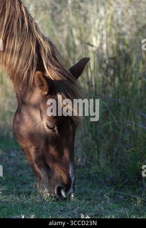 20 ottobre 2023, Corolla, Outer Banks, North Carolina, USA: le storiche mandrie di Mustang coloniali spagnole vagano liberamente sulle spiagge delle Outer Banks. Questa mandria risale al XVI secolo e vive vicino alla storica città di Corolla, nelle Outer Banks della Carolina del Nord. Sono elencati come una razza in pericolo critico/quasi estinta.i cavalli sono stati fotografati il 18 ottobre 2023. (Immagine di credito: © Karen Focht/ZUMA Press Wire) Foto Stock