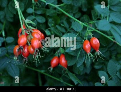 Rosa canina Foto Stock