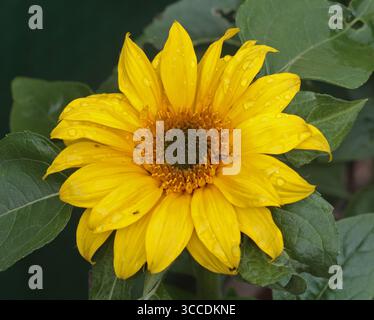 Girasole piccolo Leo (helianthus) Foto Stock