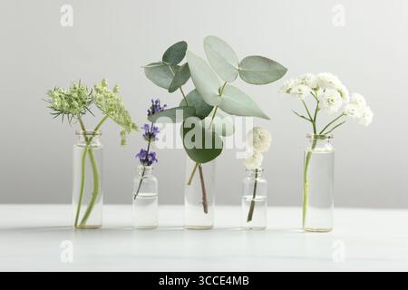Piante diverse in bottiglie di vetro di oli essenziali su tavolo bianco su sfondo grigio chiaro Foto Stock