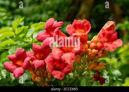 Terific Campsis x Tagliabuana "Madame Galen". Primo piano naturale fioritura del ritratto delle piante con un po' di fogliame. intrigante, intrigante, coinvolgente, audace Foto Stock