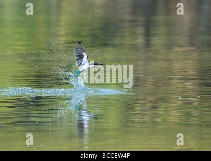 kingfisher con colletto viene catturato a metà volo mentre emerge dall'acqua, gocce che si disperdono in tutte le direzioni. Foto Stock