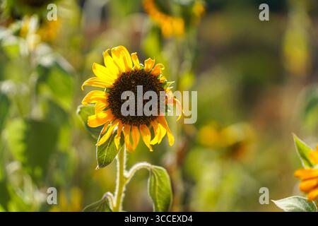 Girasoli alla luce della sera, che crescono in natura, Spagna. Foto Stock