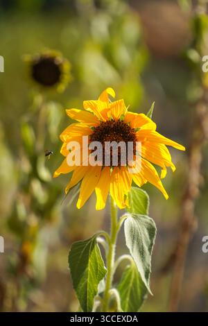 Girasoli alla luce della sera, che crescono in natura, Spagna. Foto Stock