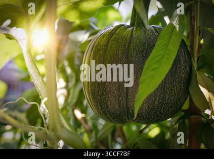 Una zucca matura è appesa tra foglie verdi lussureggianti, illuminata dalla luce soffusa del sole che filtra attraverso il fogliame. Foto Stock