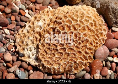 6 aprile 2010, Hadibu, Socotra, Yemen: Una spugna fossilizzata si trova su una spiaggia incorniciata da pietre rosse sull'isola di Socotra, Yemen, nel Mar Arabico. (Immagine di credito: © Chuck David / Vwpics/VW Pics tramite ZUMA Press Wire) Foto Stock