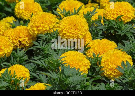 Primo piano macro color Marigold giallo e dai colori vivaci. Foto Stock