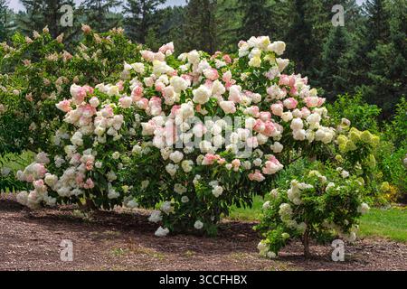 Primo piano raggruppamento di drangea rosa vivace. Foto Stock
