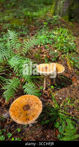 Tre funghi da ombrellone commestibili della foresta Macrolepiota procera crescono nella foresta, nel mezzo di felci verdi e erba Foto Stock