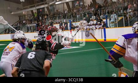 20 agosto 2023, Edmonton, Alberta, Canada: Edmonton Miners (nero/arancione) Declan Fitzpatrick (18) spara a Coquitlan Adanacs (bianco/giallo) Jack Kask (35) Minto Cup Day 2 azione tra Edmonton Miners e Coquitlam Adanacs alla Bill Hinter Arena. Punteggio finale: Edmonton Miners vs Coquitlam Adanacs, 11:15 la Minto Cup è il campionato nazionale Junior A Box Lacrosse. La Minto Cup fu donata nel 1901 da Sir Gilbert John Murray Kynmond Elliot, e fu formalmente premiata con il Junior A National box lacrosse nel 1937. (Immagine di credito: © Ron Palmer/SOPA Images via ZUMA Press Wi Foto Stock