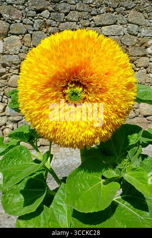 Doppio pompon giallo-arancione dell'annuale Orso di Teddy Girasole sullo sfondo di un muro di pietra Foto Stock
