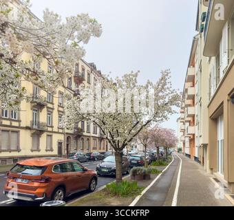 Strasburgo, Francia - 23 marzo 2025: Una pittoresca strada residenziale di Strasburgo con alberi di ciliegio in piena fioritura, BMW arancione parcheggiata nelle vicinanze, A. Foto Stock