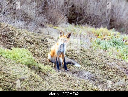 Red Fox Juvenile seduta Foto Stock