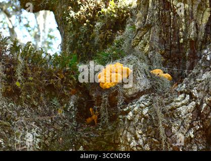 gruppo di strati sovrapposti da giallo zolfo ad arancione. Commestibile pregiato. Florida. Cresce su Live Oak. Foto Stock