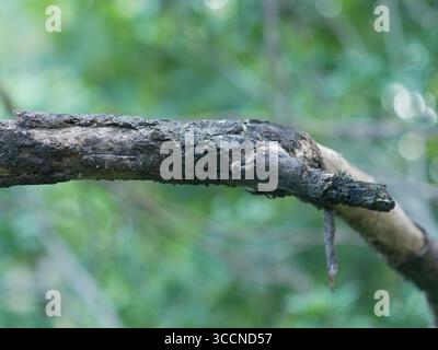 Un primo piano dettagliato di un ceppo o ramo di albero arboreo storto e strutturato con nodi esposti, su uno sfondo verde sfocato con un morbido bokeh chiaro Foto Stock