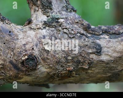Un primo piano dettagliato di un ceppo o ramo di albero arboreo storto e strutturato con nodi esposti, su uno sfondo verde sfocato con un morbido bokeh chiaro Foto Stock