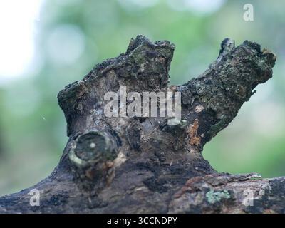 Un primo piano dettagliato di un ceppo o ramo di albero arboreo storto e strutturato con nodi esposti, su uno sfondo verde sfocato con un morbido bokeh chiaro Foto Stock