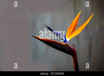 28 agosto 2022, Sydney, nuovo Galles del Sud, Australia: Bird of Paradise (Strelitzia reginae) in un giardino a Sydney, nuovo Galles del Sud, Australia. Bird of Paradise, noto anche come Strelitzia, è una pianta molto amata nei giardini australiani. Il caratteristico uccello del paradiso è uno dei fiori tropicali più conosciuti. È strettamente correlata alla pianta della banana. La pianta Bird of Paradise prende il nome dall'omonimo uccello tropicale. La maggior parte si distingue per i colori sorprendenti e il luminoso piumaggio di giallo, blu, scarlatto e verde. È comunemente usato come pianta in vaso per interni a causa di Foto Stock