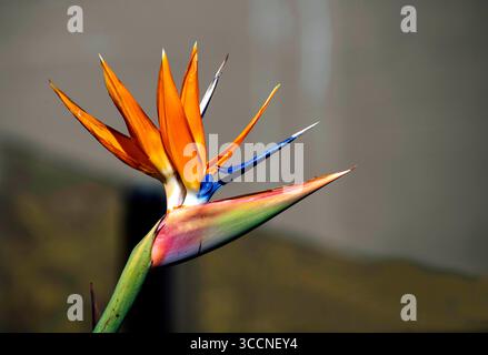 28 agosto 2022, Sydney, nuovo Galles del Sud, Australia: Bird of Paradise (Strelitzia reginae) in un giardino a Sydney, nuovo Galles del Sud, Australia. Bird of Paradise, noto anche come Strelitzia, è una pianta molto amata nei giardini australiani. Il caratteristico uccello del paradiso è uno dei fiori tropicali più conosciuti. È strettamente correlata alla pianta della banana. La pianta Bird of Paradise prende il nome dall'omonimo uccello tropicale. La maggior parte si distingue per i colori sorprendenti e il luminoso piumaggio di giallo, blu, scarlatto e verde. È comunemente usato come pianta in vaso per interni a causa di Foto Stock