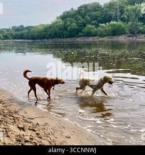 I cani amano rinfrescarsi nel fiume Mississippi a Minneapolis, Minnesota, Stati Uniti. Foto Stock