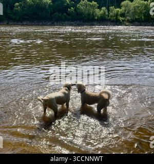 I cani amano rinfrescarsi nel fiume Mississippi a Minneapolis, Minnesota, Stati Uniti. Foto Stock