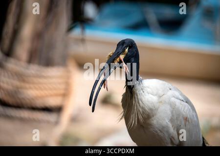 26 agosto 2022, Sydney, nuovo Galles del Sud, Australia: Australian White Ibis (Threskiornis molucca) cattura una preda in un parco faunistico di Sydney, nuovo Galles del Sud, Australia. (Immagine di credito: © Tara Malhotra/ZUMA Press Wire) Foto Stock