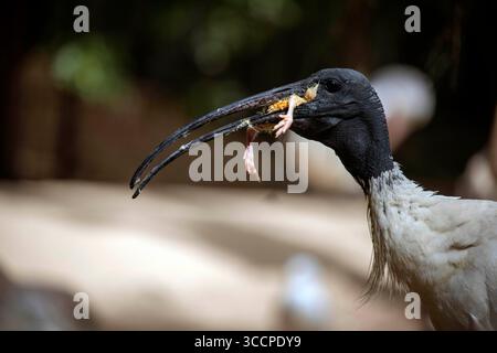26 agosto 2022, Sydney, nuovo Galles del Sud, Australia: Australian White Ibis (Threskiornis molucca) cattura una preda in un parco faunistico di Sydney, nuovo Galles del Sud, Australia. (Immagine di credito: © Tara Malhotra/ZUMA Press Wire) Foto Stock