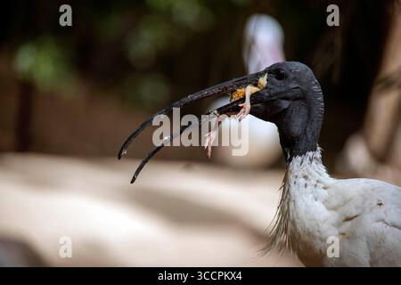 26 agosto 2022, Sydney, nuovo Galles del Sud, Australia: Australian White Ibis (Threskiornis molucca) cattura una preda in un parco faunistico di Sydney, nuovo Galles del Sud, Australia. (Immagine di credito: © Tara Malhotra/ZUMA Press Wire) Foto Stock