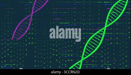 Visualizzazione dell'elica DNA verde che ruota nello spazio virtuale, con elica viola e codice binario, spazio di copia Foto Stock