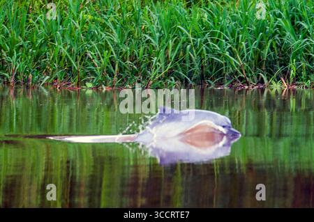 9 marzo 2008, Belen, Perù: Delfini rosa d'acqua dolce in uno degli affluenti dell'Amazzonia a Iquitos a circa 40 chilometri vicino alla città dell'Indiana. In gioventù questi delfini sono grigi. Iquitos, Loreto, Perù. Il delfino del Rio delle Amazzoni Inia geoffrensis, noto anche come boto, bufeo o delfino di fiume rosa, è una specie di balena dentifrica endemica del Sud America ed è classificato nella famiglia Iniidae. Attualmente sono riconosciute tre sottospecie: Ad esempio geoffrensis delfino del fiume amazzone, ad esempio boliviensis delfino del fiume boliviano e ad esempio humboldtiana Orinoco, mentre si trova in Araguaia Foto Stock