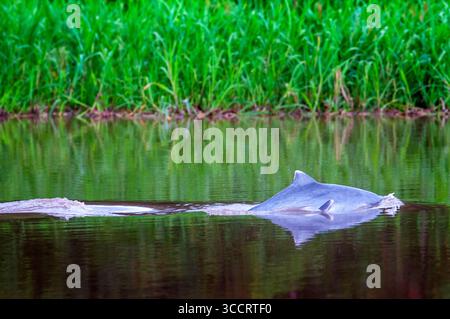 9 marzo 2008, Belen, Perù: Delfini rosa d'acqua dolce in uno degli affluenti dell'Amazzonia a Iquitos a circa 40 chilometri vicino alla città dell'Indiana. In gioventù questi delfini sono grigi. Iquitos, Loreto, Perù. Il delfino del Rio delle Amazzoni Inia geoffrensis, noto anche come boto, bufeo o delfino di fiume rosa, è una specie di balena dentifrica endemica del Sud America ed è classificato nella famiglia Iniidae. Attualmente sono riconosciute tre sottospecie: Ad esempio geoffrensis delfino del fiume amazzone, ad esempio boliviensis delfino del fiume boliviano e ad esempio humboldtiana Orinoco, mentre si trova in Araguaia Foto Stock