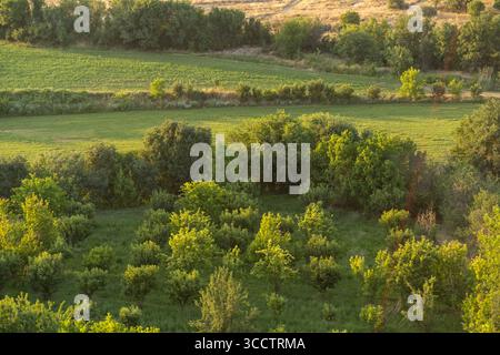 Il verde vibrante di vari alberi e campi si estende attraverso una tranquilla area rurale, illuminata dalla calda luce del tardo pomeriggio. Foto Stock