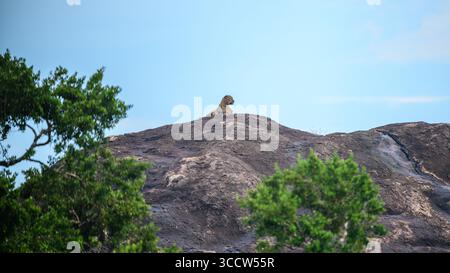 Un maestoso leopardo dello Sri Lanka si trova in cima a un affioramento roccioso nel Parco Nazionale di Yala, Sri Lanka, che domina il suo territorio sotto un cielo azzurro. Foto Stock