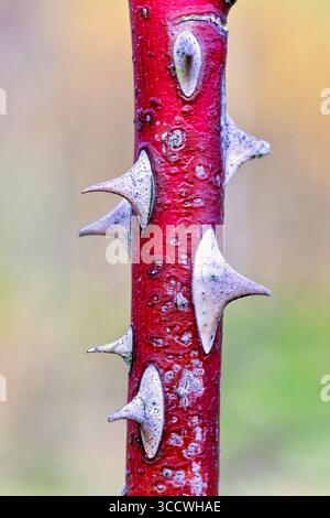 Stelo spinoso rosso su una pianta Foto Stock