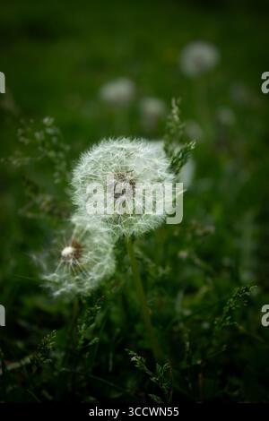 Dente di leone (Taraxacum) con teste di semi bianche che si disperdono nell'aria su un morbido sfondo verde in luce naturale Foto Stock