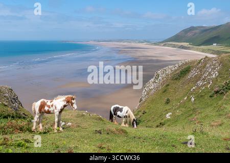 Pony di montagna gallesi che pascolano il promontorio di Rhossili e si affacciano sulla spiaggia di Rhossili Bay, un luogo di bellezza sulla penisola di Gower, Galles del Sud, Regno Unito, in estate Foto Stock