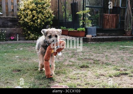 Cucciolo Border Terrier che corre attraverso un giardino tenendo in bocca un giocattolo a forma di salsiccia. Foto Stock