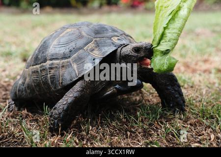 Tartaruga greca con cosce di sperone (Testudo graeca) che mangia una foglia di lattuga sull'erba in un habitat all'aperto. Foto Stock