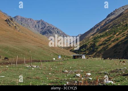 Casa di pastori in un luogo pittoresco. Paesaggio montano, colline con erba gialla e verde. Pascolo locale per pascolo libero. Cielo blu chiaro. Calv Foto Stock