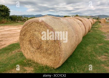 Una serie di rotoli di fieno raccolti di recente sono ordinatamente disposti in fila, a simboleggiare il successo e l'abbondanza del raccolto della stagione. Foto Stock