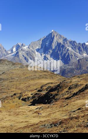 FRANCIA, ALTA SAVOIA (74), PAESE DEL MONTE BIANCO, ESCURSIONE DALL'AIGUILLETTE DES HOUCHES PASSANDO PER ALPAGE DE CHAILLOUX, AIGUILLE VERTE E DRU VIEW DAL Foto Stock