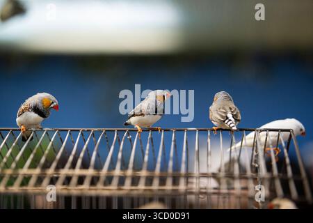 Un gruppo di zebre arroccate su una superficie metallica all'interno di una voliera, che interagiscono tra loro Foto Stock