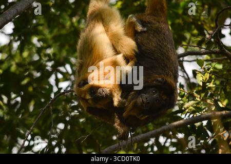 Un paio di scimmie urlatrici nere su un albero, Pilar, Paraguay Foto Stock