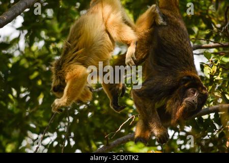 Un paio di scimmie urlatrici nere su un albero, Pilar, Paraguay Foto Stock